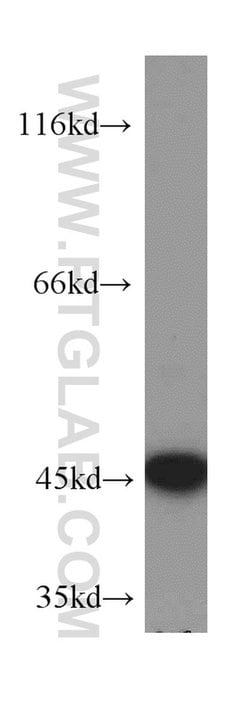 JUNB Rabbit anti-Human, Mouse, Rat, Polyclonal, Proteintech:Antibodies:Primary