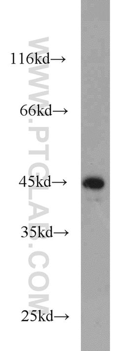 JUNB Rabbit anti-Human, Mouse, Rat, Polyclonal, Proteintech:Antibodies:Primary