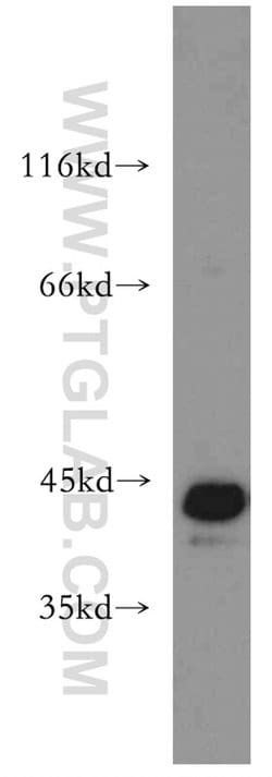 JUNB Rabbit anti-Human, Mouse, Rat, Polyclonal, Proteintech:Antibodies:Primary