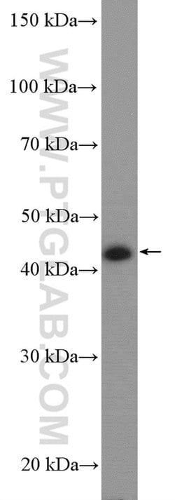 JUNB Rabbit anti-Human, Mouse, Rat, Polyclonal, Proteintech:Antibodies:Primary