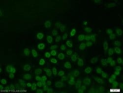 JUNB Rabbit anti-Human, Mouse, Rat, Polyclonal, Proteintech:Antibodies:Primary