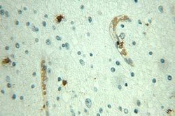 JUNB Rabbit anti-Human, Mouse, Rat, Polyclonal, Proteintech:Antibodies:Primary