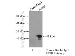 JUNB Rabbit anti-Human, Mouse, Rat, Polyclonal, Proteintech:Antibodies:Primary