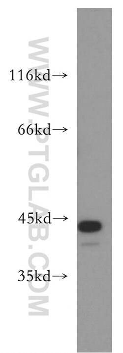 JUNB Rabbit anti-Human, Mouse, Rat, Polyclonal, Proteintech:Antibodies:Primary