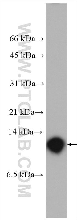 S100A14 Rabbit anti-Human, Mouse, Rat, Polyclonal, Proteintech 150 &mu;L;