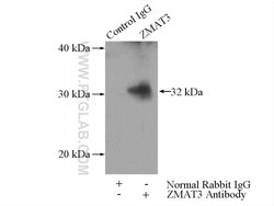 ZMAT3 Rabbit anti-Human, Mouse, Rat, Polyclonal, Proteintech 20 &mu;L; Unconjugated 