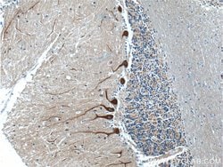 NCS1 Rabbit anti-Human, Mouse, Rat, Polyclonal, Proteintech 150 &mu;L;