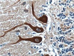 NCS1 Rabbit anti-Human, Mouse, Rat, Polyclonal, Proteintech 150 &mu;L;