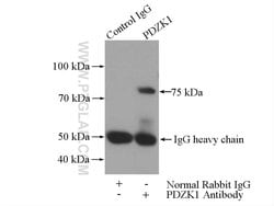 PDZK1 Rabbit anti-Human, Mouse, Rat, Polyclonal, Proteintech:Antibodies:Primary