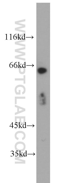 PDZK1 Rabbit anti-Human, Mouse, Rat, Polyclonal, Proteintech:Antibodies:Primary
