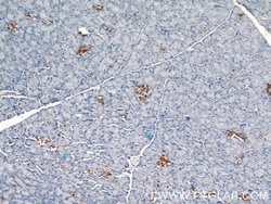 SDF4 Rabbit anti-Human, Mouse, Rat, Polyclonal, Proteintech:Antibodies:Primary