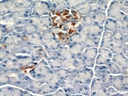 SDF4 Rabbit anti-Human, Mouse, Rat, Polyclonal, Proteintech:Antibodies:Primary