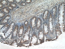 SDF4 Rabbit anti-Human, Mouse, Rat, Polyclonal, Proteintech:Antibodies:Primary