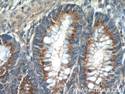 SDF4 Rabbit anti-Human, Mouse, Rat, Polyclonal, Proteintech:Antibodies:Primary
