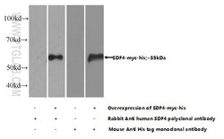 SDF4 Rabbit anti-Human, Mouse, Rat, Polyclonal, Proteintech:Antibodies:Primary