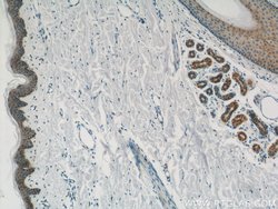 PACSIN2 Rabbit anti-Human, Mouse, Polyclonal, Proteintech:Antibodies:Primary
