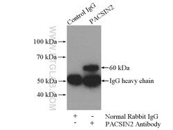 PACSIN2 Rabbit anti-Human, Mouse, Polyclonal, Proteintech:Antibodies:Primary