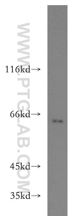 PACSIN2 Rabbit anti-Human, Mouse, Polyclonal, Proteintech:Antibodies:Primary