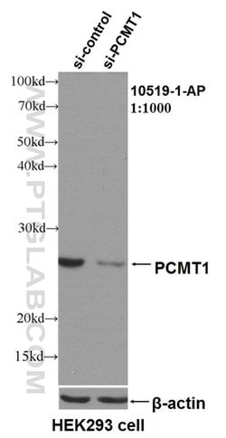 PCMT1 Rabbit anti-Human, Mouse, Rat, Polyclonal, Proteintech:Anticuerpos:Anticuerpos