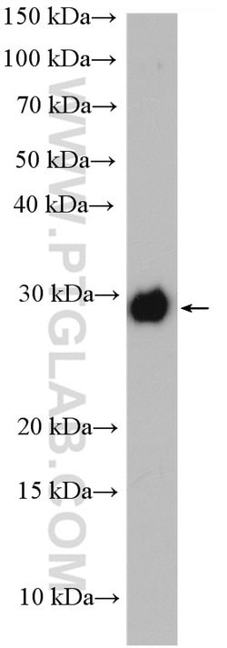 PCMT1 Rabbit anti-Human, Mouse, Rat, Polyclonal, Proteintech:Anticuerpos:Anticuerpos