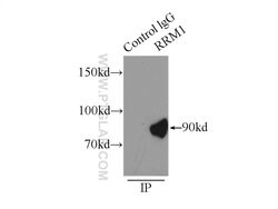 RRM1 Rabbit anti-Human, Mouse, Non-human primate, Rat, Polyclonal, Proteintech