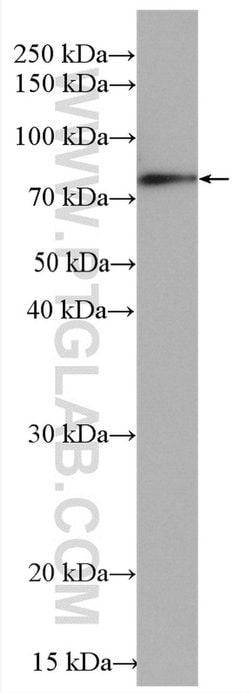 Chromogranin A Rabbit anti-Human, Mouse, Rat, Polyclonal, Proteintech 150
