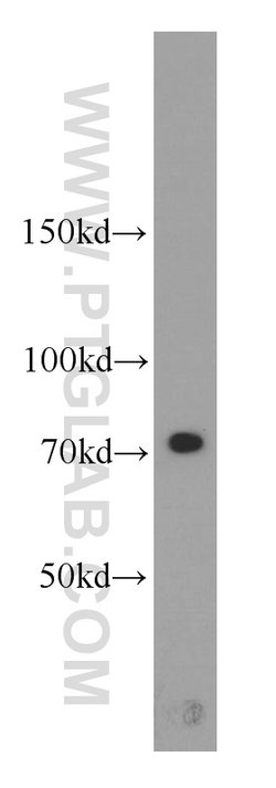 Calpain 1 Rabbit anti-Human, Mouse, Rat, Polyclonal, Proteintech 150 μL;