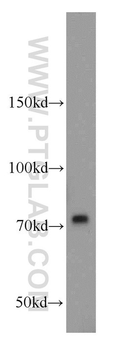 Calpain 1 Rabbit anti-Human, Mouse, Rat, Polyclonal, Proteintech 150 μL;