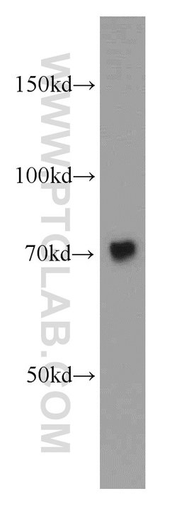 Calpain 1 Rabbit anti-Human, Mouse, Rat, Polyclonal, Proteintech 150 μL;