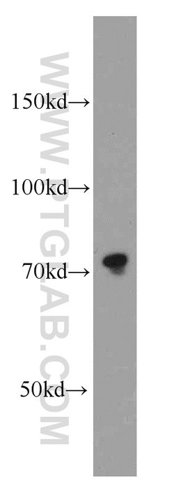 Calpain 1 Rabbit anti-Human, Mouse, Rat, Polyclonal, Proteintech 150 μL;