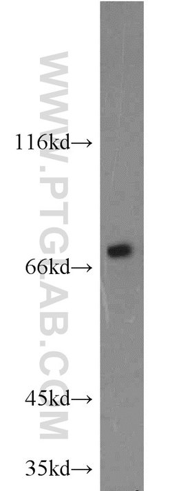 Calpain 1 Rabbit anti-Human, Mouse, Rat, Polyclonal, Proteintech 150 μL;
