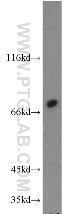 Calpain 1 Rabbit anti-Human, Mouse, Rat, Polyclonal, Proteintech 150 μL;