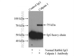 Calpain 1 Rabbit anti-Human, Mouse, Rat, Polyclonal, Proteintech 150 μL;