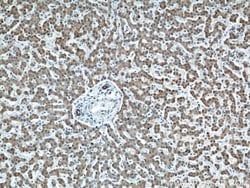 Proteintech MAOA Rabbit anti-Human, Polyclonal, Proteintech