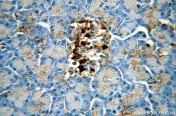 MAOA Rabbit anti-Human, Polyclonal, Proteintech:Antibodies:Primary Antibodies