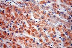 MAOA Rabbit anti-Human, Polyclonal, Proteintech:Antibodies:Primary Antibodies