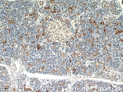 MAOA Rabbit anti-Human, Polyclonal, Proteintech:Antibodies:Primary Antibodies