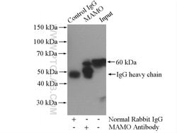 MAOA Rabbit anti-Human, Polyclonal, Proteintech:Antibodies:Primary Antibodies