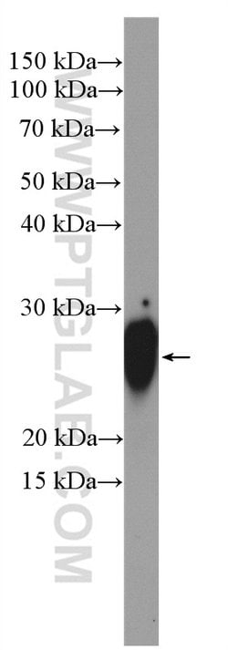 TAF9 Rabbit anti-Human, Mouse, Rat, Polyclonal, Proteintech:Antibodies:Primary
