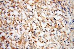 IRF5 Rabbit anti-Human, Mouse, Rat, Polyclonal, Proteintech 150 &mu;L;