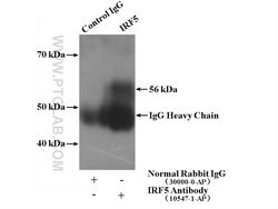 IRF5 Rabbit anti-Human, Mouse, Rat, Polyclonal, Proteintech 150 &mu;L;