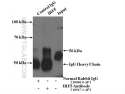 IRF5 Rabbit anti-Human, Mouse, Rat, Polyclonal, Proteintech 150 &mu;L;