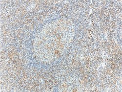 CD18 Rabbit anti-Human, Mouse, Polyclonal, Proteintech 150 &mu;L; Unconjugated:Antibodies,