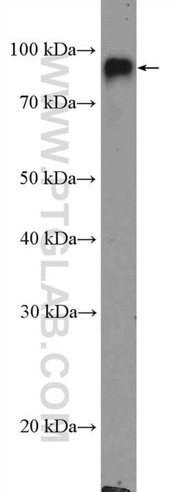 CD18 Rabbit anti-Human, Mouse, Polyclonal, Proteintech