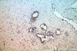 NCL Rabbit anti-Human, Mouse, Rat, Polyclonal, Proteintech:Antibodies:Primary