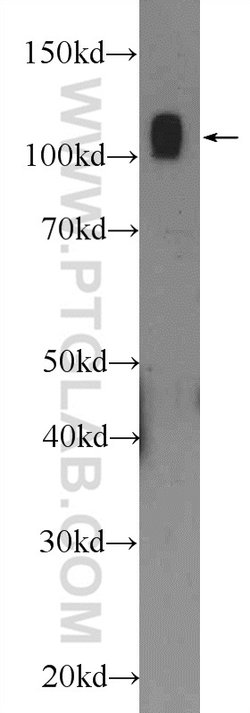 NCL Rabbit anti-Human, Mouse, Rat, Polyclonal, Proteintech:Antibodies:Primary