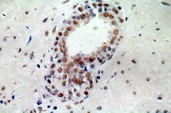 NCL Rabbit anti-Human, Mouse, Rat, Polyclonal, Proteintech:Antibodies:Primary