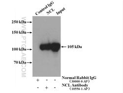 NCL Rabbit anti-Human, Mouse, Rat, Polyclonal, Proteintech:Antibodies:Primary