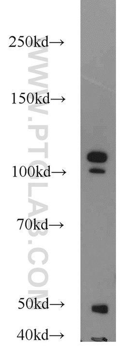 NCL Rabbit anti-Human, Mouse, Rat, Polyclonal, Proteintech:Antibodies:Primary