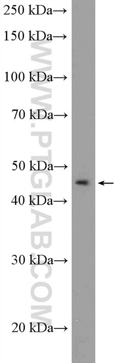 ITPK1 Rabbit anti-Human, Mouse, Polyclonal, Proteintech:Antibodies:Primary